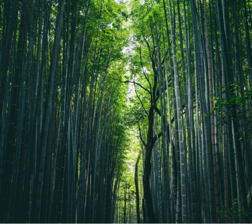 バンブーマッサージのメニュー